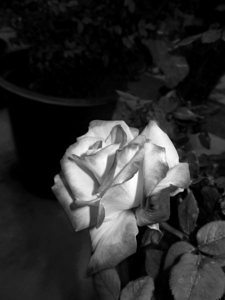 💐🧡💕✨🍀
#roses #flowers #flowerphotography #naturephotography #gardenphotography #rosegarden #pottedroses #multicolored #blooming #spring2018 #brightcolors