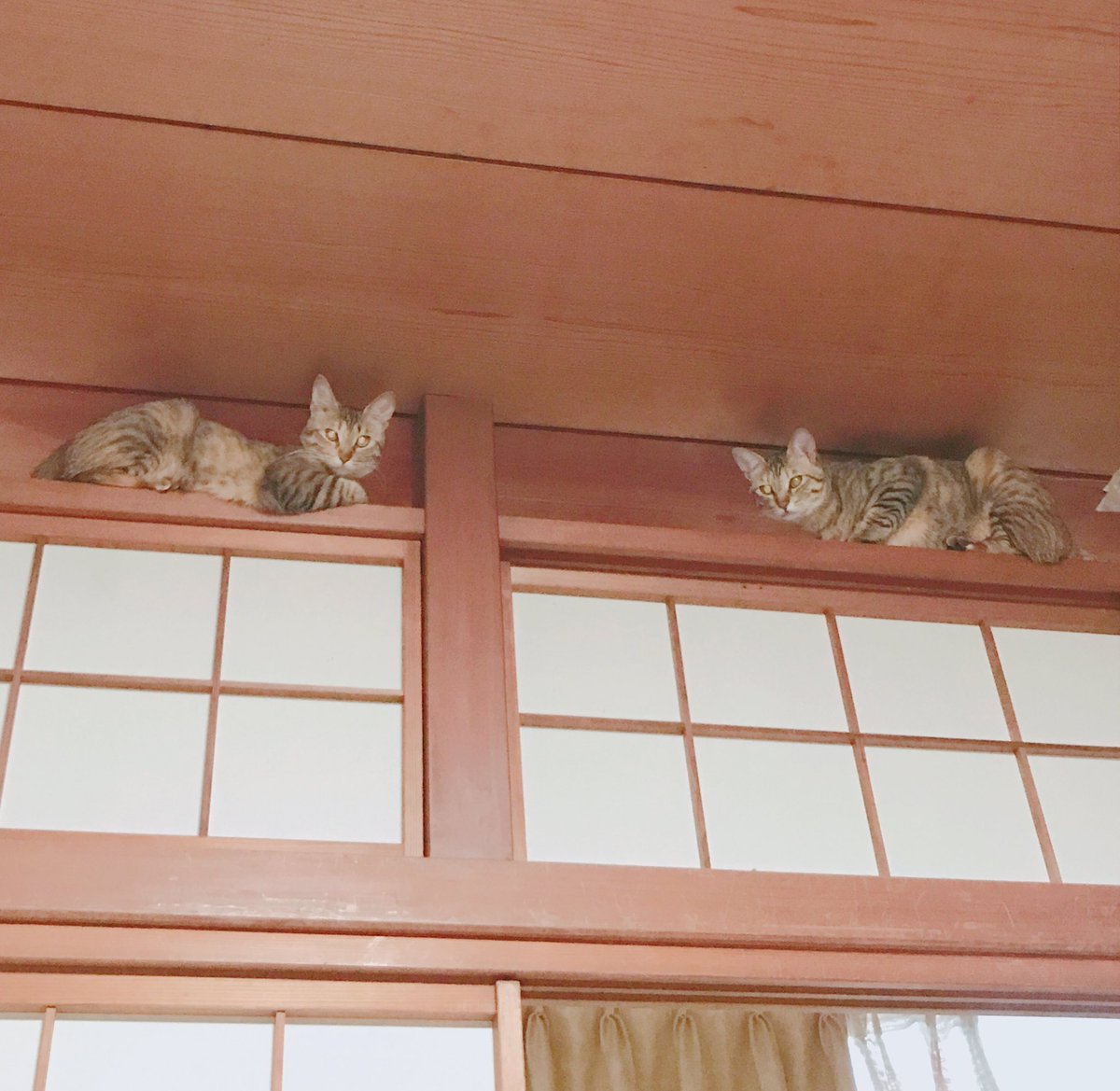 猫さんがいる友人の家に泊まったら 目が覚めてすぐに威圧的な光景が 日光東照宮の眠り猫か Togetter