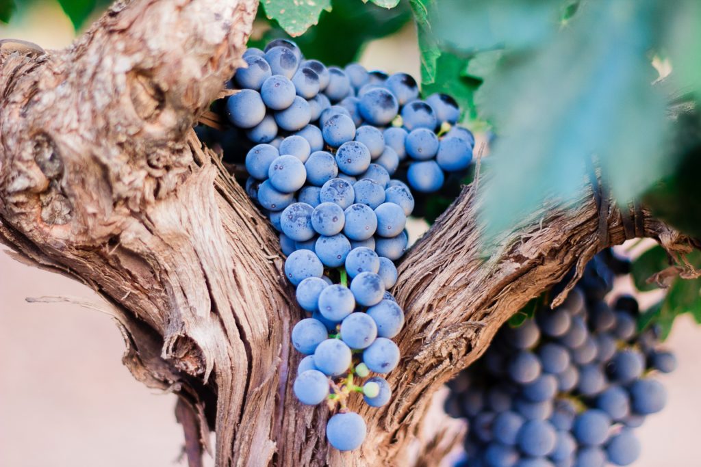 Thinking Like a Grapevine—Interview with Winemaker John Williams: bit.ly/2HMCsgZ via <a href="/bioneers/">Bioneers</a> #napavalley #wine