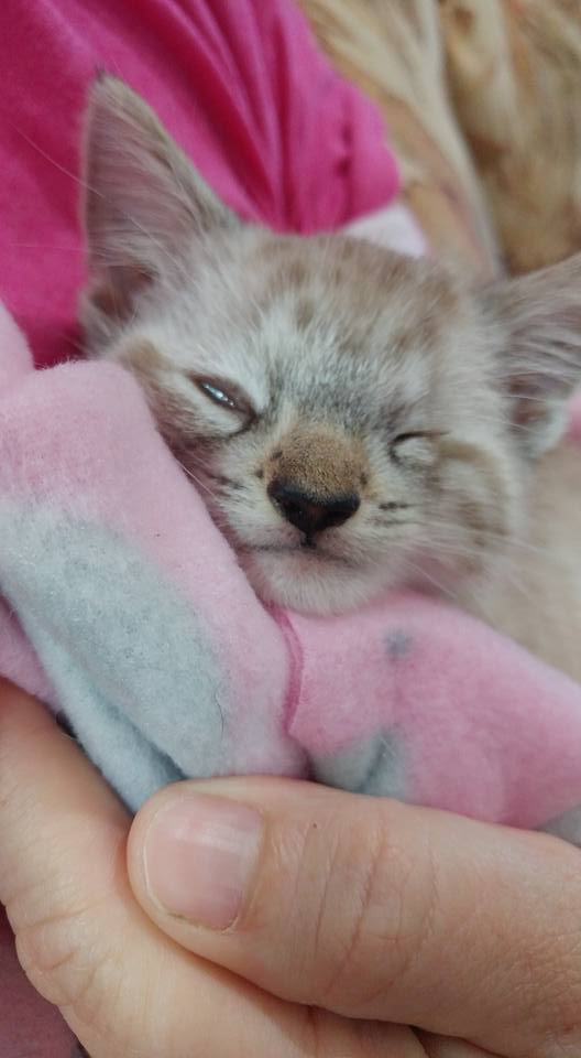 Kitten Associates (@KittenAssociate) / Posts / X