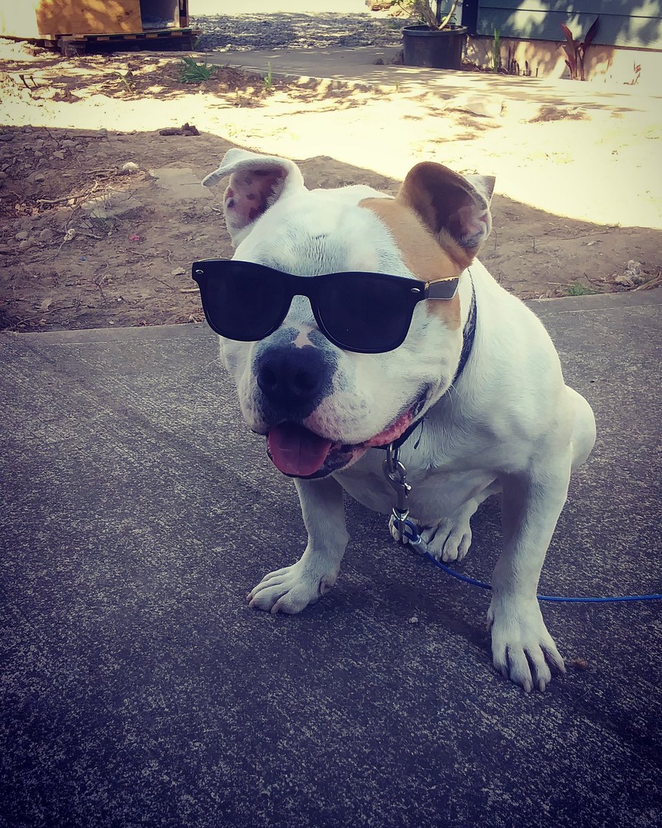 Slavik_Muscle's tweet image. Your dog is cool but is he this cool?
