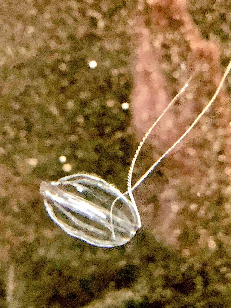 planktomancer's tweet image. Hormiphora californensis #ctenophore in the planktonkreisel #DEEPC++