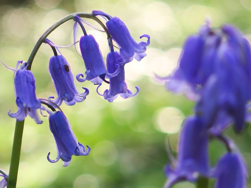 GranthamEcology's tweet photo. Native bluebells flowering in a south Wales woodland earlier this week - the beautiful Coed Garnllwyd reserve owned and managed by @WTSWW - a little late for this weekโs #wildflowerhour #bluebellchallenge sadly! https://t.co/x1on7Pnac7