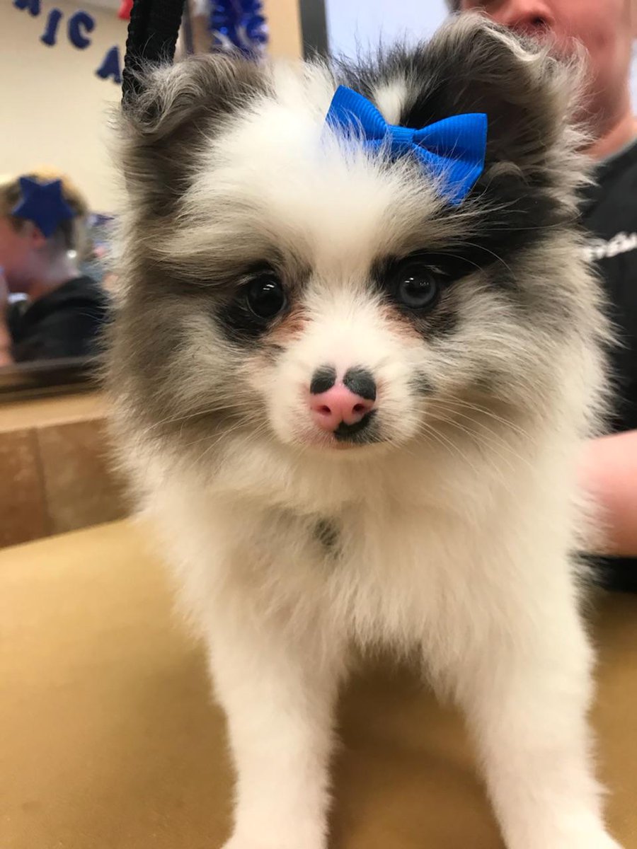Petsmart East Brunswick NJ tweet media