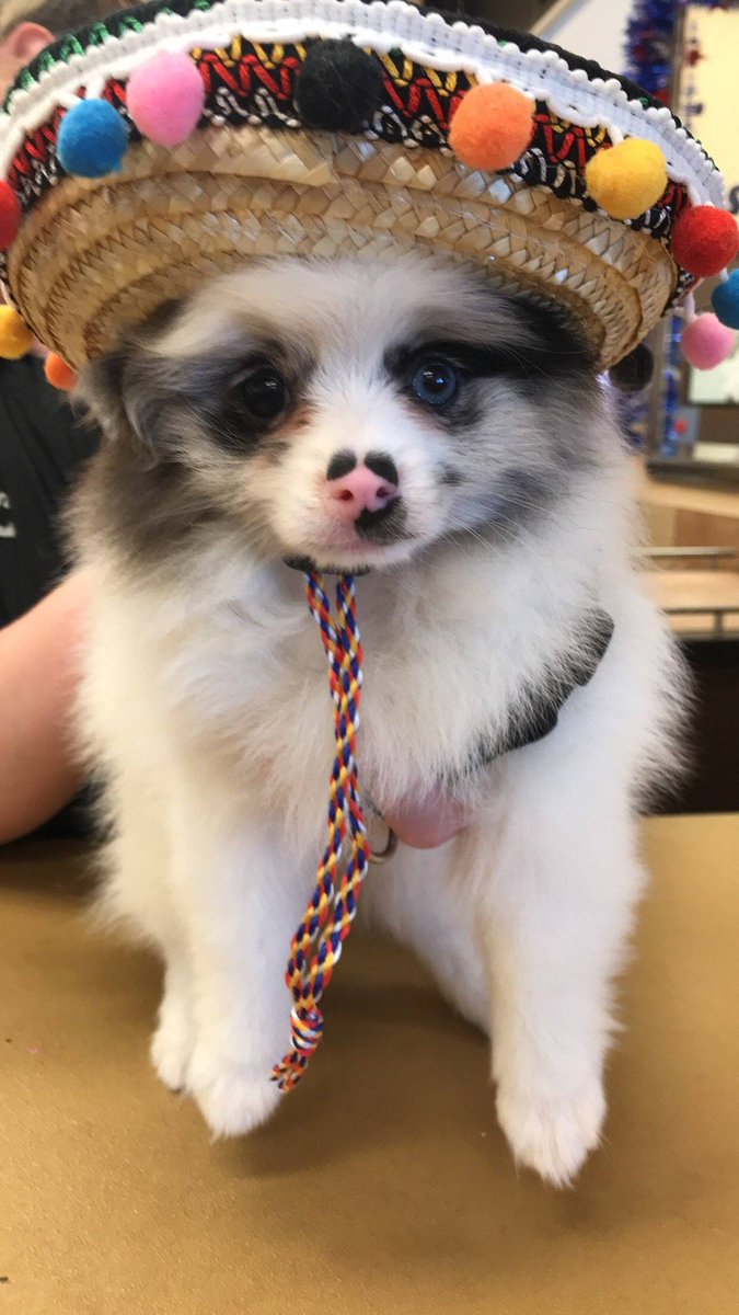 Everyone meet squid 😍💗 she's 8 weeks old and the sweetest puppy ever and to top it all off we get to watch her grow into an adult. Congrads <a href="/harleychick1107/">Courtney Green</a> on becoming a new pet parent ❤  #petsmart #2144 #enj #petsmartgrooming #fortheloveofpets #shesourmascot #squid #puppy