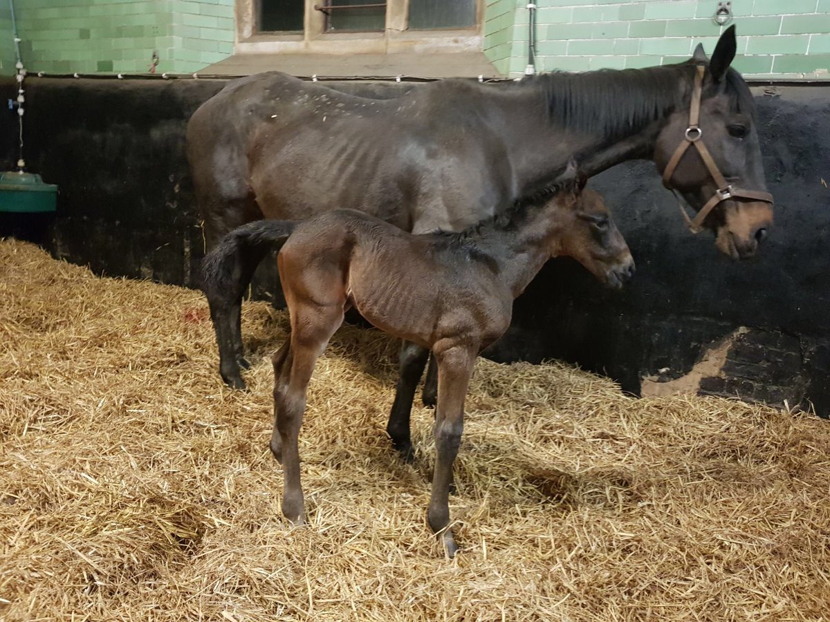 EJBishopRacing's tweet photo. Clever girl Roberta Back colt foal by Haafhd born @batsfordstud #halfbrother #Backbymidnight #Glanceback #sheezalegend #2yroldfillybypassingglance. https://t.co/zwIcyMTol9