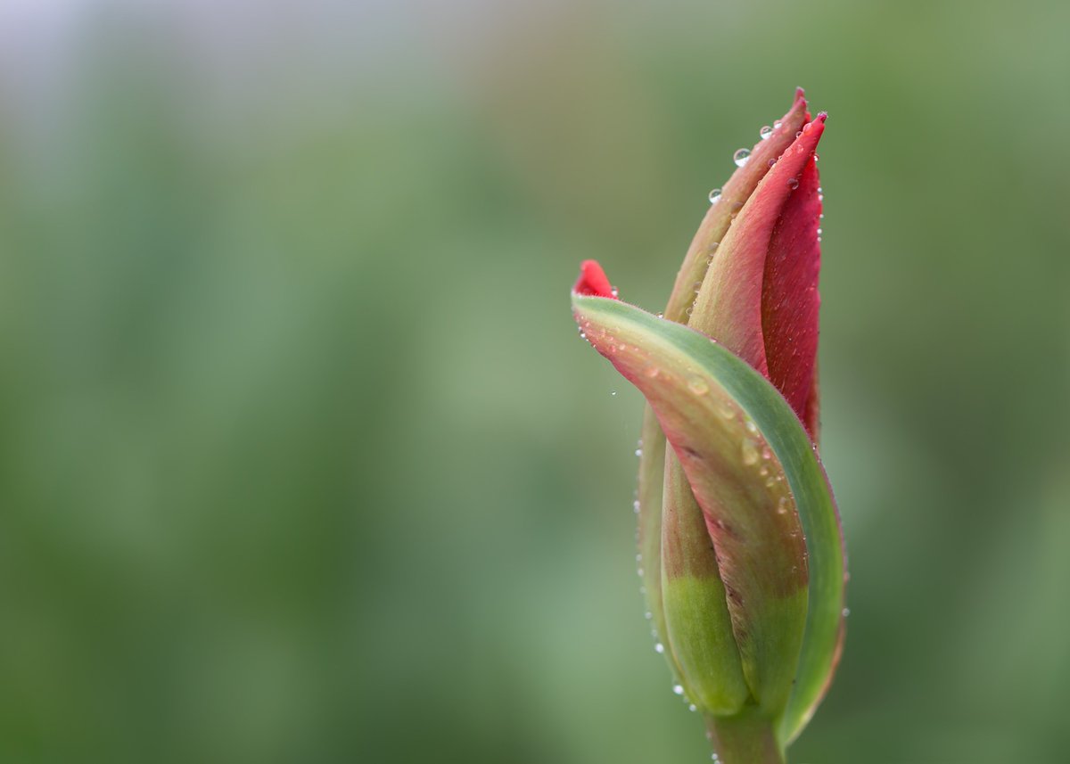 SandySandymsj's tweet photo. Almost time! #tulips @CdnTulipfest #RainyDay #tulip #excited #myottawa #shareyourweather @BlacksWeather https://t.co/bCWBjzQqVG
