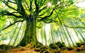 hohacademy's tweet photo. A people without the knowledge of their past history, origin and culture is like a tree without roots.                                                          Put down strong roots at The Hundred of Hoo Academy. Join our #History team today! #aspire #achieve #excel https://t.co/brqnKyTPeq