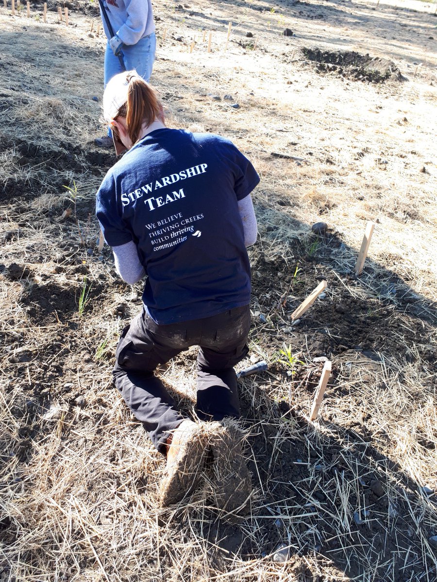 Getting our shoes muddy working at #PutahCreek for 30 years. Join us for the next 30? Donate here: bigdayofgiving.org/putahcreekcoun… #BDog2018