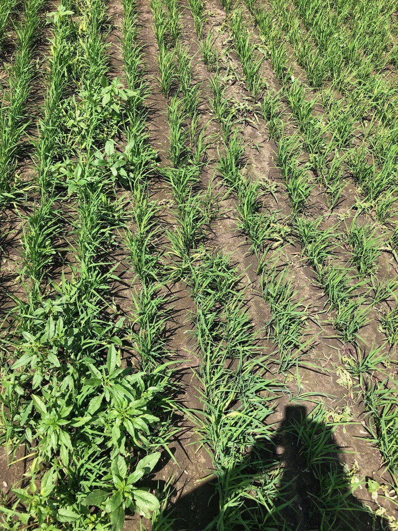 CortevaUS's tweet photo. #Loyant herbicide cleans up Texas rice field. Compare #barnyardgrass &amp; #pigweed control to untreated infestations. #protectmore #plant18 https://t.co/OYXjcS9CKC