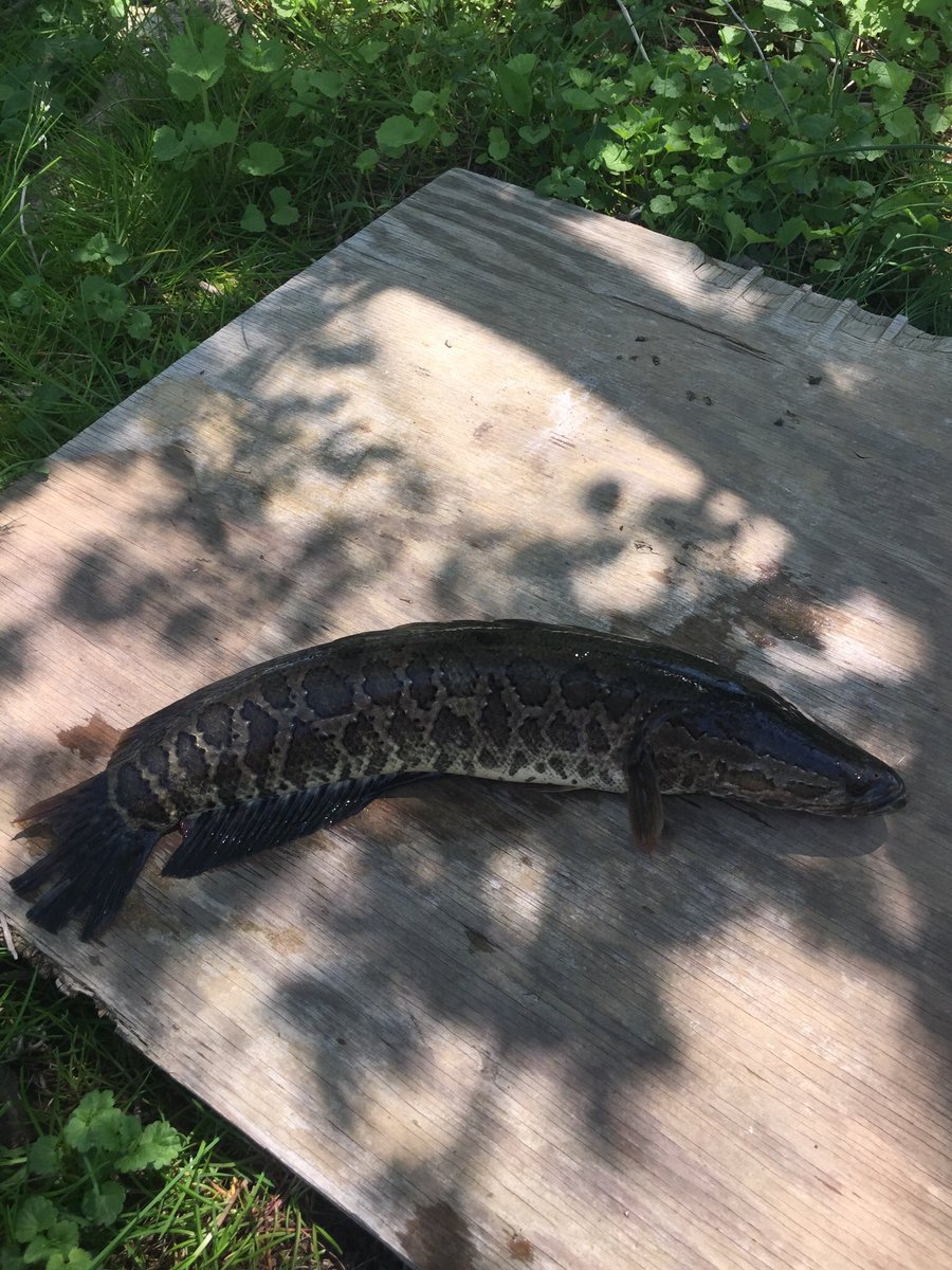 budinger03's tweet photo. So it’s not everyday that a fish jumps into a canoe. I just wish it wasn’t a Northern Snakehead. It’s a shame they are now in Days Cove ☹️. Thanks for piloting Overstepping Our Resources Unit on our canoe-based ecology program @CockeysvilleMS @BCPSOutdoorSci https://t.co/RJeLhsN7sR