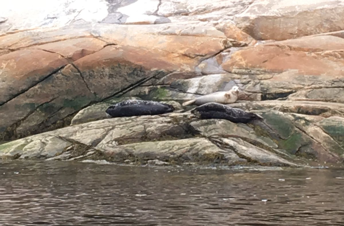 fortwoplz's tweet photo. OMG how cute!!😍 Spotted the harbour seals and belugas today with @croisieres_AML + @Quebecmaritime!! This made my day! @TourismQuebec @BaleineMagazine #QuebecOriginal #ExploreCanada #quebecbythesea #AMLExperience #travel https://t.co/7o9rfAEz17
