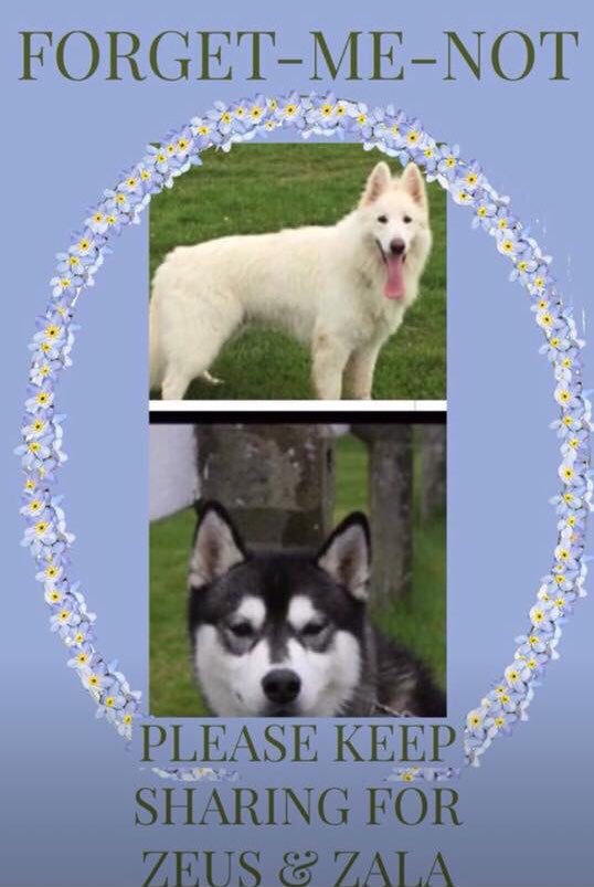 Please re tweet! ❤️ #NeverGiveUp #keepfaith #pleasehelp #missing #MissingDogsUK #neverforget