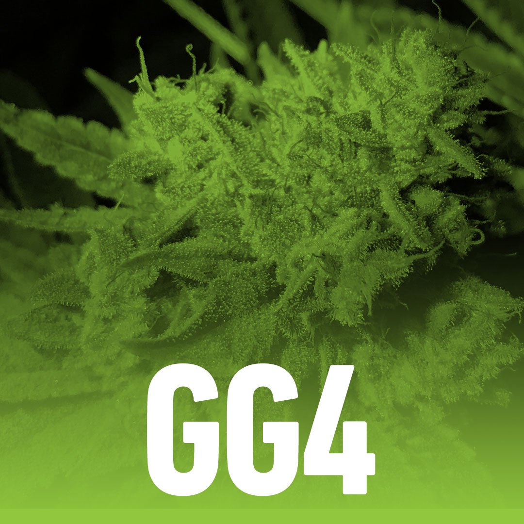 BrandNug's tweet photo. GG4 or Gorilla Glue features chunky buds with a sugary white finish. When you smoke this hybrid get ready for a ride. This is one of the strongest strains on the market. #NUG #knowyourflavor #FlowerMonth #cannabiscommunity #NUGflower visit @weedmaps to find our GG4 near you! https://t.co/i4DNiS5MRQ