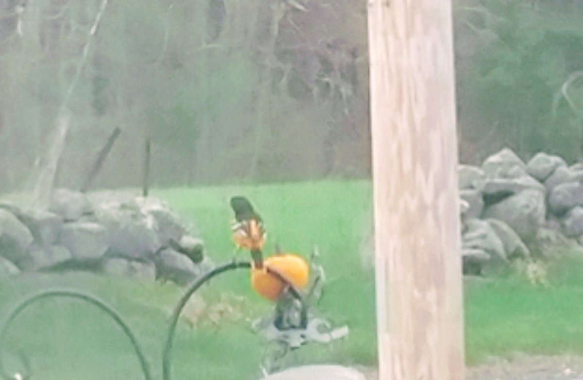 worldaw8ed's tweet photo. Baltimore oriole is back - bad pics better than none - through the window with the phone #worstbirdpic @TheIneptBirder https://t.co/ijzTVhhakv