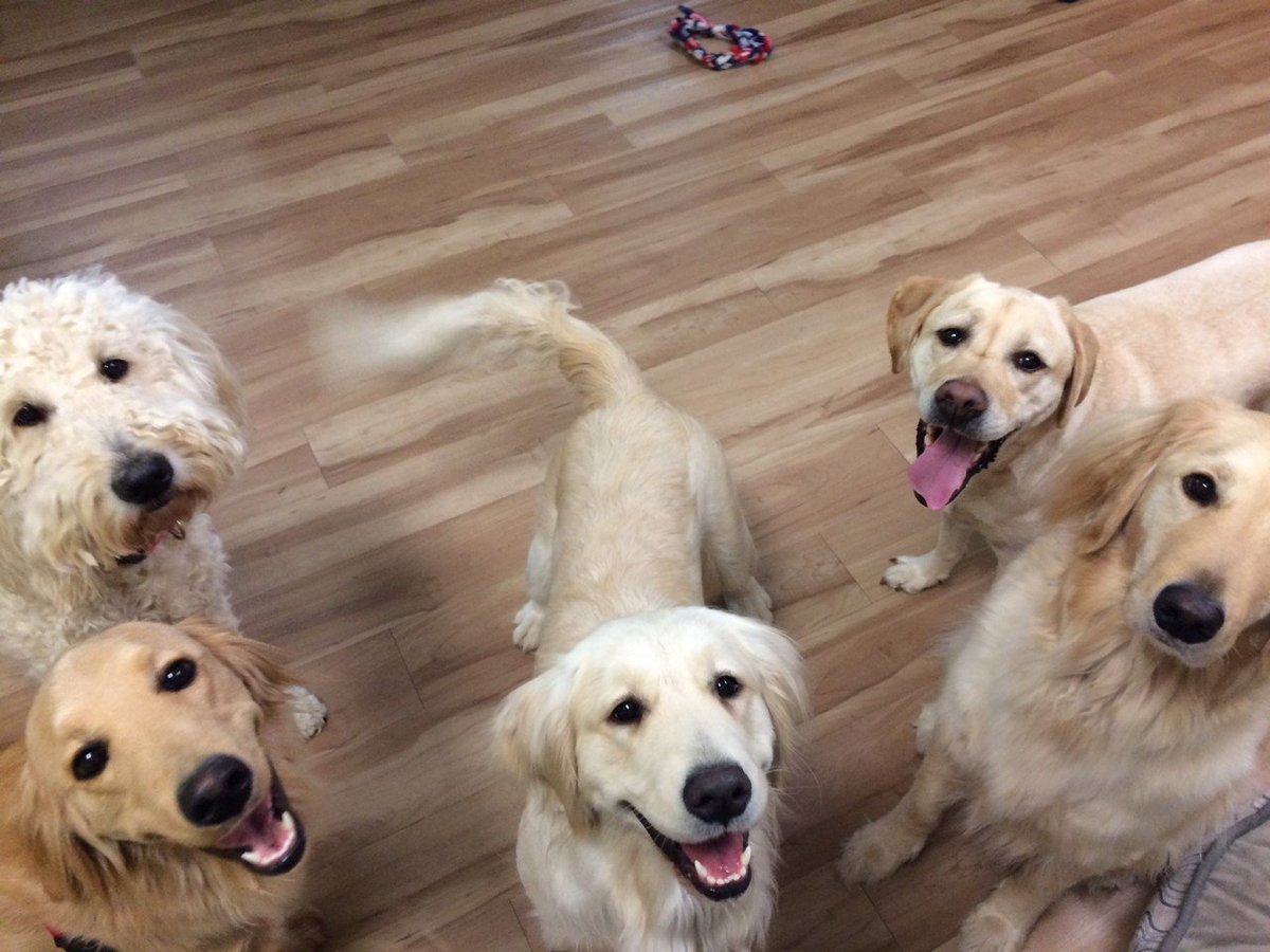 CanineAssistant's tweet photo. Whether they are retired service dogs, Canine Assistants spokesdogs, future service dogs or pet dogs, our office dogs certainly love each other. #BondBased #LoveIsAllYouNeed #OfficeDogs #ServiceDogs #CanineAssistants #BestFriends https://t.co/96SGA3XKff