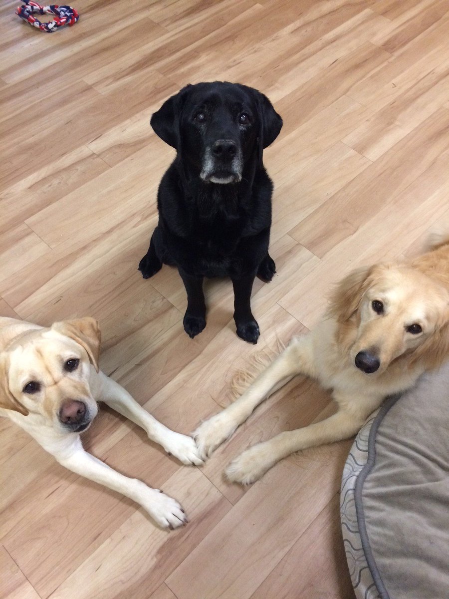 CanineAssistant's tweet photo. Whether they are retired service dogs, Canine Assistants spokesdogs, future service dogs or pet dogs, our office dogs certainly love each other. #BondBased #LoveIsAllYouNeed #OfficeDogs #ServiceDogs #CanineAssistants #BestFriends https://t.co/96SGA3XKff