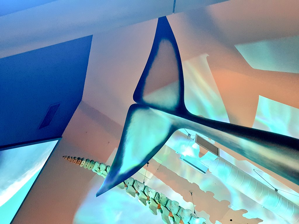 teacaketravels's tweet image. Today I sat on a 🚤 and braved the elements 🌊❄🌬 to see a 🐋!! Did I manage it? Well.....kind of 😂 They were shy &amp;amp; popped up veeeery quickly. I walked off that boat with wet knickers and no photos. We're gonna put this one in the memory box 😂
#quebecbythesea #QuebecRegion