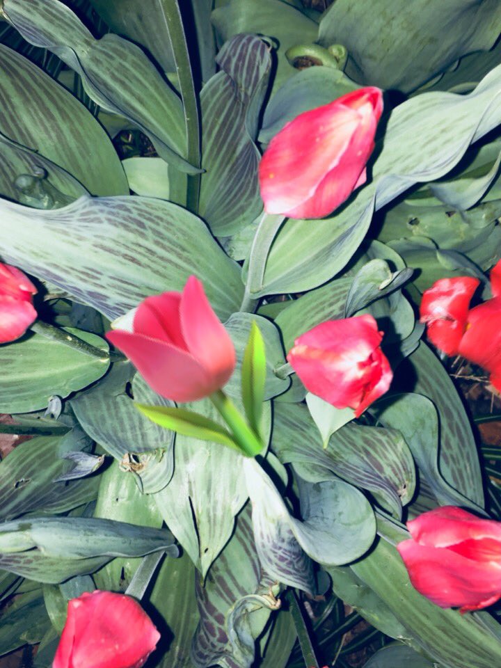 shitcandy's tweet photo. 🌷 https://t.co/l6U6bE9amg