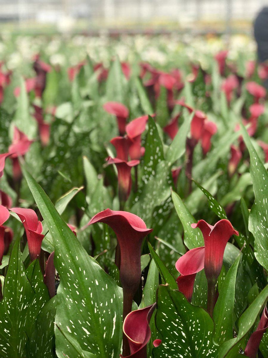 Calla ‘Red Charm’