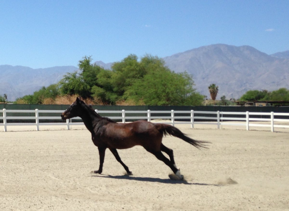 jensvisualcandy's tweet photo. "@GloriousAllianc: Her: Looking quite poetic there, G!
Me: *glides over the sand* https://t.co/saNoFg9Cd5" bestShotyet #lookingGOOOD #Horses
