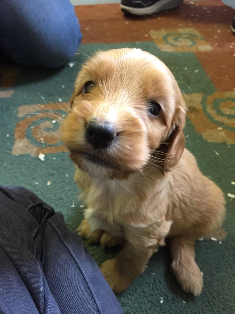 craigdewar76's tweet photo. Henry’s 1st Birthday almost over. Had treats and toys. Lucky wee handsome pup 🐶😍 #HandsomeHenry #Cockapoo #Boglebrig #Puppy #Birthday #Perth https://t.co/d09GMlBImP