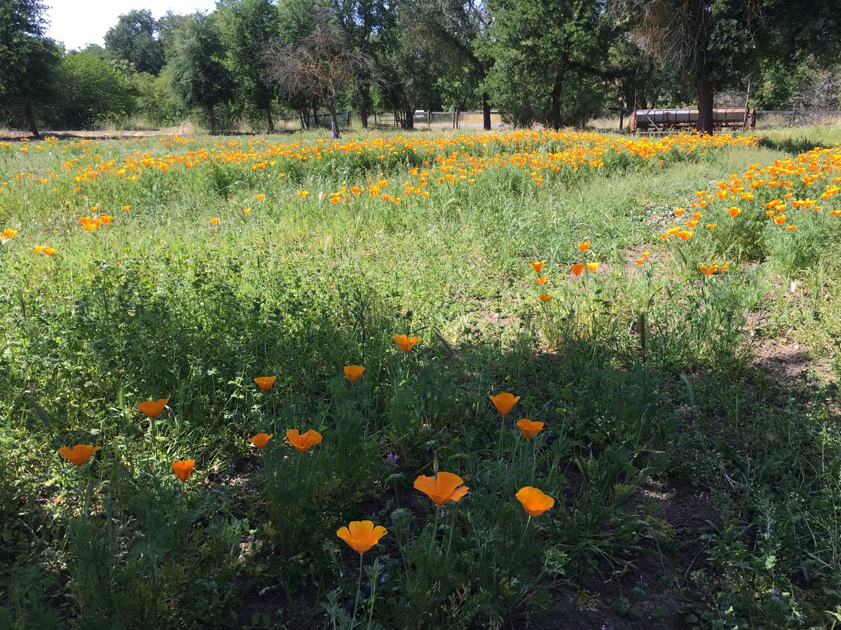 n_ullrey's tweet photo. Thank you to all our #BDOG2018 donors! Like you, we are planting seeds for the future. This is a photo of our California poppy seed bed @cachecreekconserv https://t.co/aJ1qNfTHj6