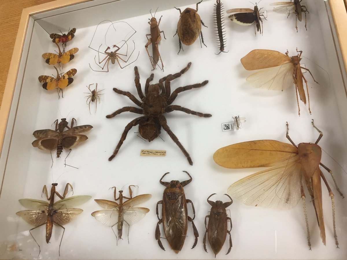 sos_jr's tweet image. After hear Dr. Nicole Gunter @LepanusLady speak last night at @CedarLeeTheatre’s #ReelScience  it is great to talk to her as tour @CMNHentomology area during #BehindtheScenes Night for members at @goCMNH sponsored by @MitchellsCleve.
cmnh.org/memberbts