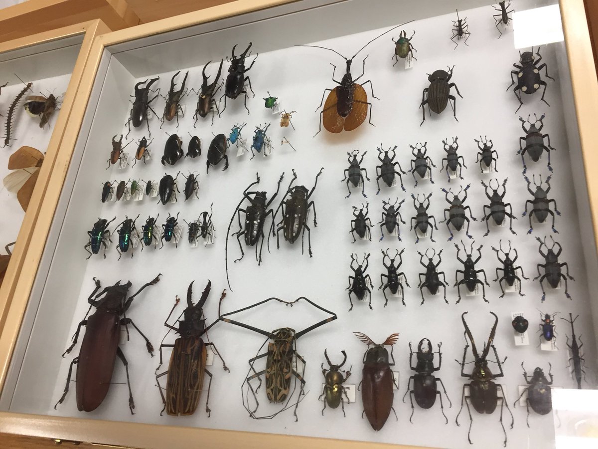 sos_jr's tweet image. After hear Dr. Nicole Gunter @LepanusLady speak last night at @CedarLeeTheatre’s #ReelScience  it is great to talk to her as tour @CMNHentomology area during #BehindtheScenes Night for members at @goCMNH sponsored by @MitchellsCleve.
cmnh.org/memberbts