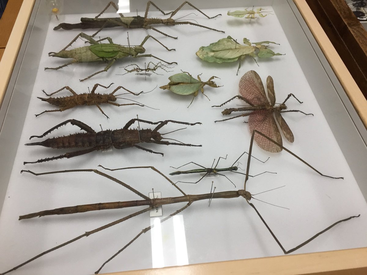 sos_jr's tweet image. After hear Dr. Nicole Gunter @LepanusLady speak last night at @CedarLeeTheatre’s #ReelScience  it is great to talk to her as tour @CMNHentomology area during #BehindtheScenes Night for members at @goCMNH sponsored by @MitchellsCleve.
cmnh.org/memberbts