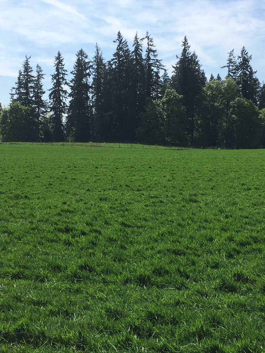 BrilmanLeah's tweet image. 007 creeping bentgrass field