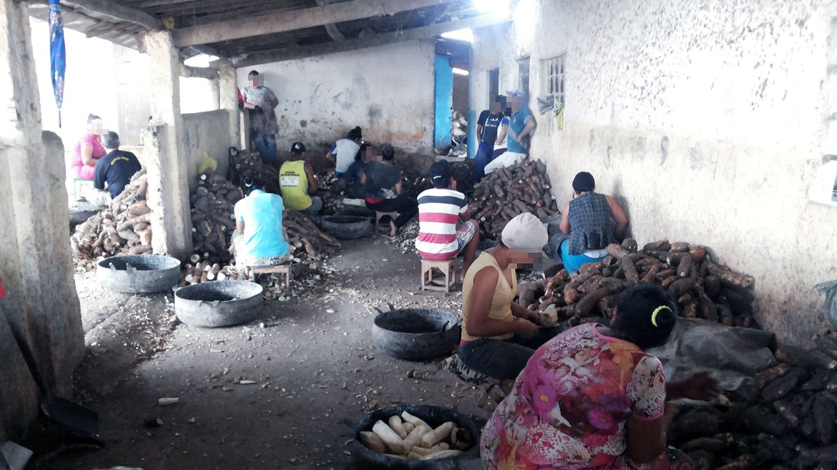 mintrabalhobr's tweet image. Auditores do Trabalho resgataram, na quarta-feira (2), 87 trabalhadores no agreste alagoano. O coordenador da ação, optou por encerrar a atividade e resgatar todos os trabalhadores. O grupo trabalhava em casas de farinha cumprindo jornada excessiva e sem proteção trabalhista.