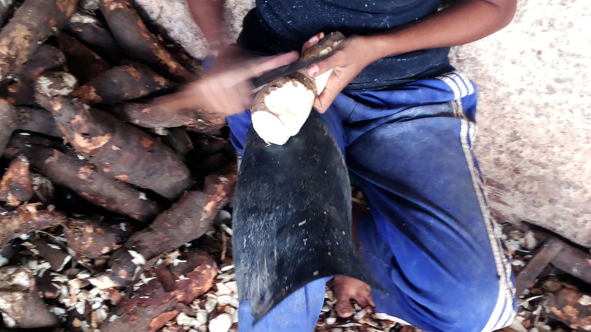 mintrabalhobr's tweet image. Auditores do Trabalho resgataram, na quarta-feira (2), 87 trabalhadores no agreste alagoano. O coordenador da ação, optou por encerrar a atividade e resgatar todos os trabalhadores. O grupo trabalhava em casas de farinha cumprindo jornada excessiva e sem proteção trabalhista.