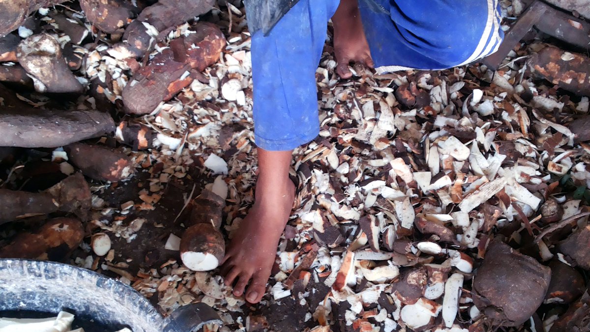 mintrabalhobr's tweet image. Auditores do Trabalho resgataram, na quarta-feira (2), 87 trabalhadores no agreste alagoano. O coordenador da ação, optou por encerrar a atividade e resgatar todos os trabalhadores. O grupo trabalhava em casas de farinha cumprindo jornada excessiva e sem proteção trabalhista.