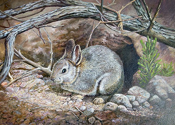 ODFWConserve's tweet photo. Calling all #artists - enter ODFW's Habitat Conservation, Waterfowl, and Upland Game Bird stamp #art contests!. #Artwork used to produce stamps, prints, with sales benefiting Oregon's wildlife. https://t.co/DczE64Djaj https://t.co/zMFSz1sRxn