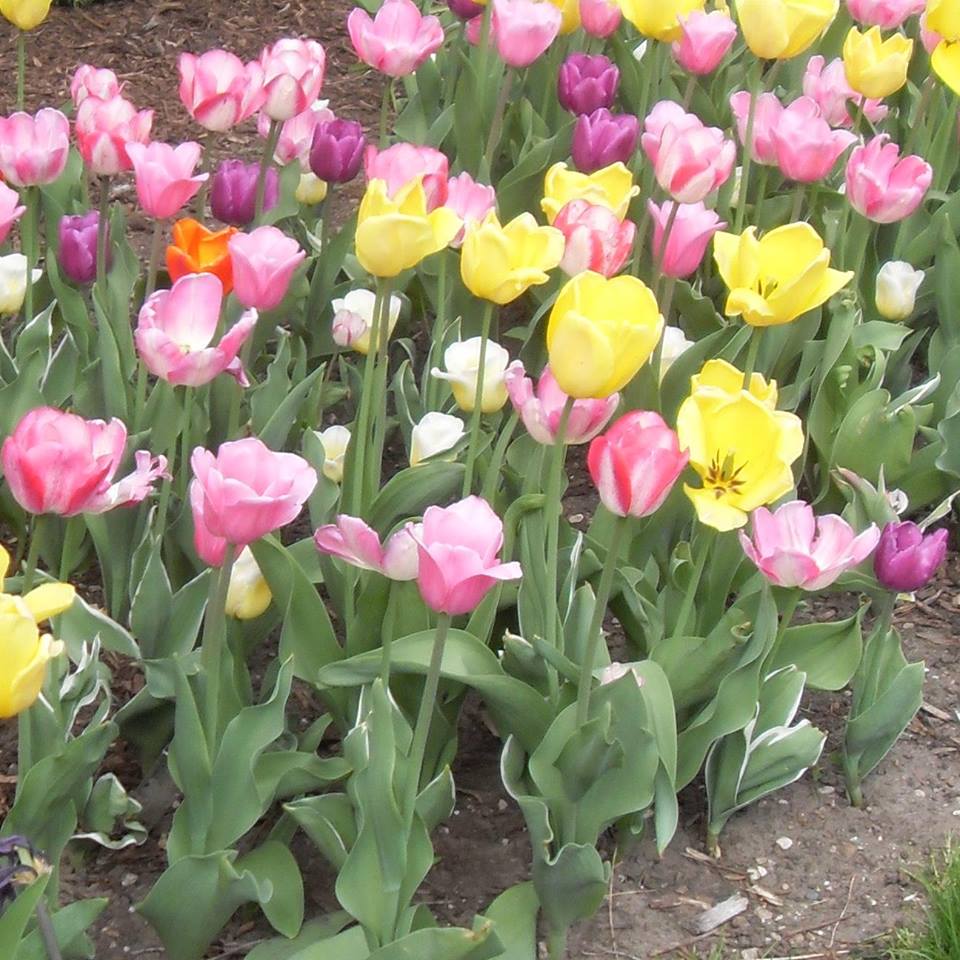 fallintosun22's tweet photo. #springfollow Everyone knows that 🌷Tulips are a sign of Spring. https://t.co/zGxGudQeZX