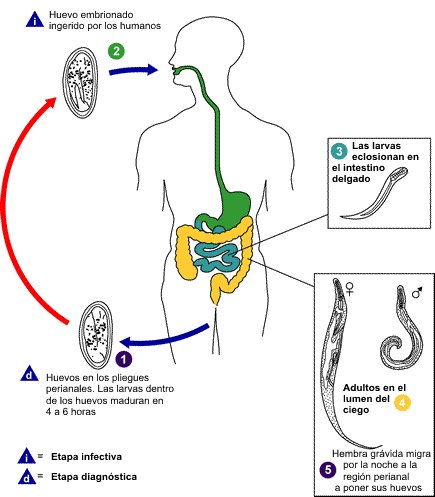 Oxiuros információk. Helix enterobiosis. Enterobiasis (pinworms) - Egészség