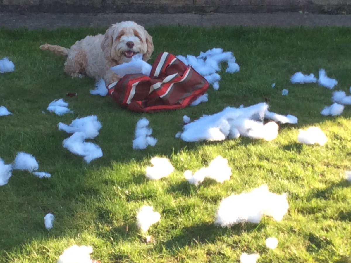 MissFourpaws's tweet photo. Life has been busy since the weather improved. #recycling #cutedog https://t.co/vn1LWs7uuc