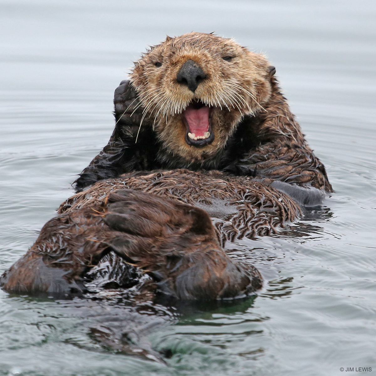 выдра londra. гигантская речная выдра. морской бобр калан. выдры амазонки. выдра болотная.