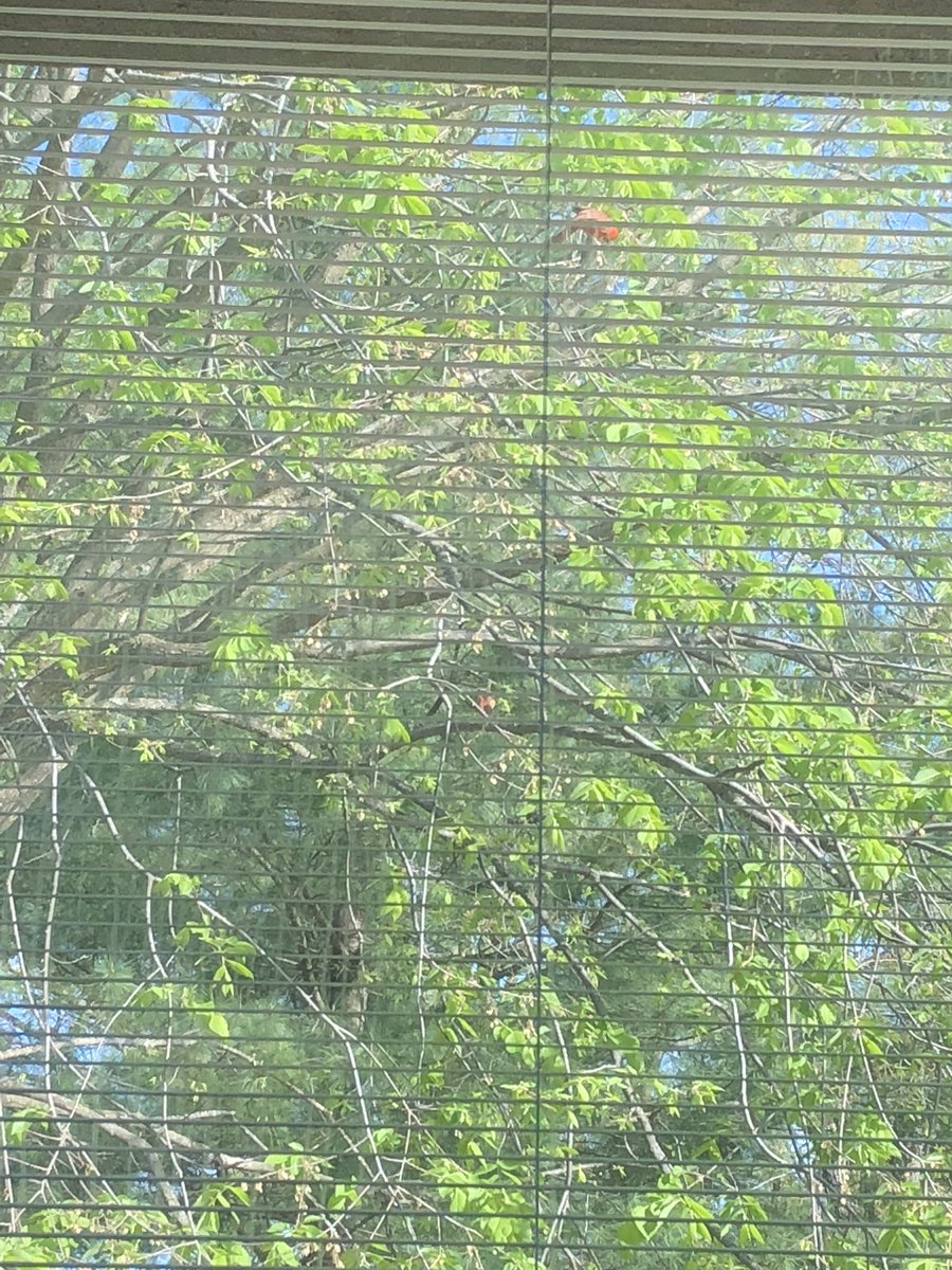 Today we spotted a cardinal family during morning meeting.  We think they made a nest in our tree!! #firstgrade