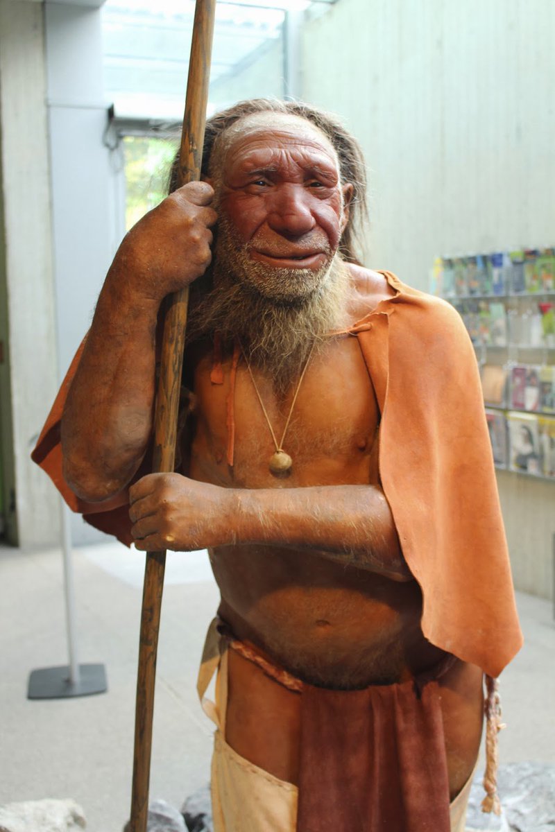 Los221EES's tweet photo. Here is a photo of the "smiling elderly neanderthal" that is located in the Neanderthal Museum. #ees028 #6thextinction https://t.co/G1dd2oJDEU