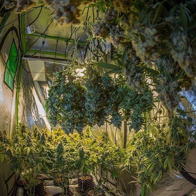 timeweed's tweet photo. #autocultivo https://t.co/WCnxUVgrZF https://t.co/GPDBjb5cLH