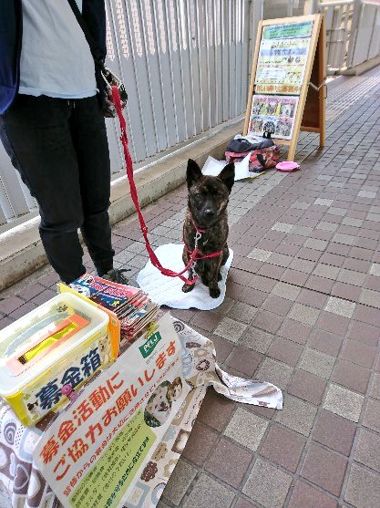 ペッツ フォー ライフ ジャパン 今日は西宮北口駅でも 12時から15時まで街頭活動を行っています 今日は ペッツ出身のアビーちゃんと チョコちゃんがお手伝いしてくれています アビーちゃんは 初めてのお手伝いですが とってもお利口さんです