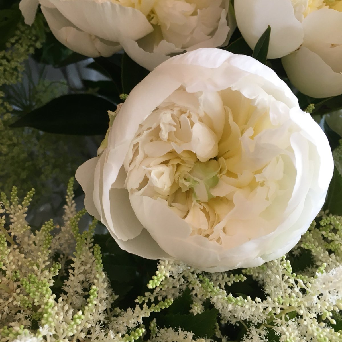 D Ici Peu 毎日ひと花 芍薬 白雪姫 D Ici Peu 毎日ひと花 芍薬 白雪姫