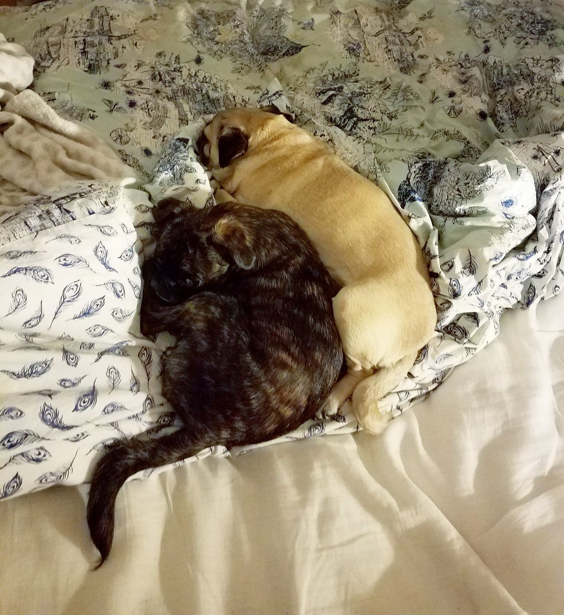 funaek's tweet photo. Sometimes Monkey forgets that her reflection in the mirror isn't another dog. And sometimes she forgets that her tail is a part of her. #ohmonkey #tinyheadpug #tinyheadtinybrain #bedpug https://t.co/L60Ck1KZvc