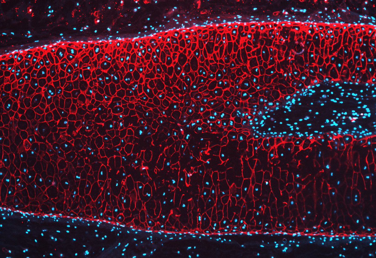 Rebecko 🦎 tweet media