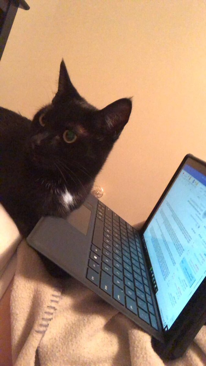 standingstonecv's tweet photo. Trying to catch up on my partials and queries, but the cat has other ideas. #amreading #atleasttryingto https://t.co/3FwbQx5Mtb