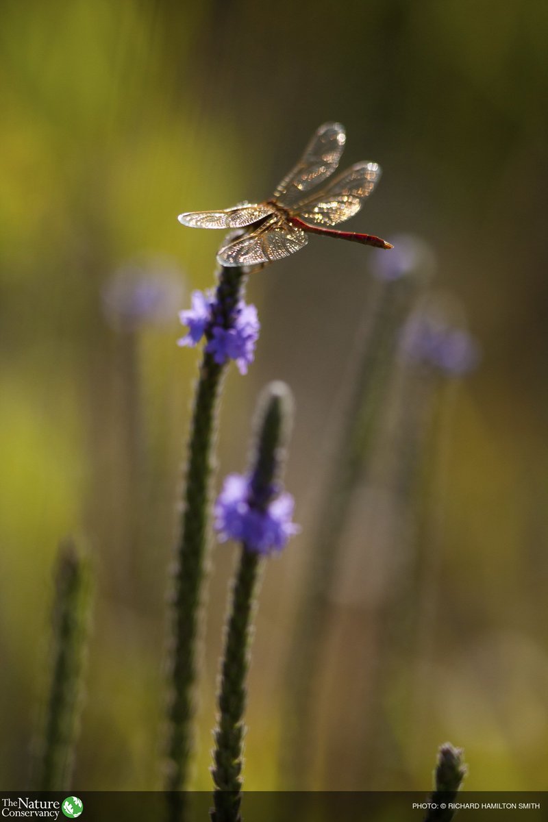 Nature_IL's tweet photo. Time is running out! Don’t miss your chance to double your impact for Illinois’ wildlife! https://t.co/uDgna3JkN4 #ILGiveCommunity https://t.co/nvcfpNIUuh