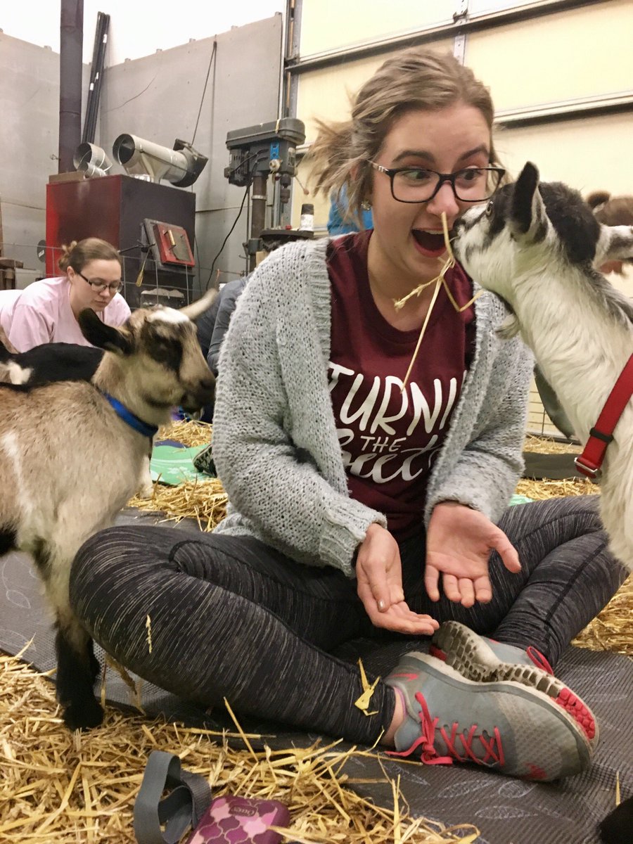 21amandaa's tweet photo. Okay sorry I keep posting but if you haven’t tried goat yoga, you most definitely should 😍 https://t.co/vPDQqZoTqc