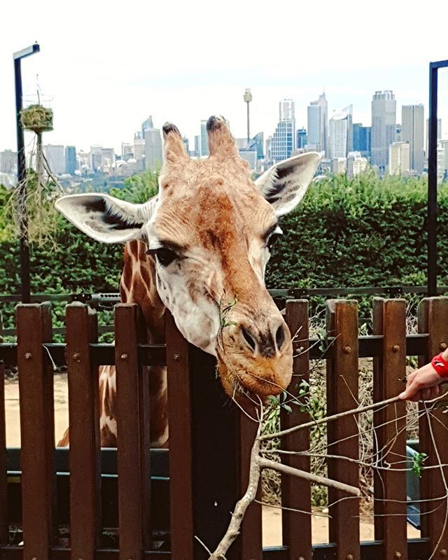 kat_chua's tweet photo. One of my favorite moments during the roar and snore -- close encounter with the giraffes and a behind the scenes tour. ๐ #tarongazoo #giraffe #sydney #zoo #sydney2018 #travel #travel2018 #roarandsnore #experiencenotthings #grateful #lifewelltravelled #wanderlust #notonlyforโฆ https://t.co/JpGiTyKoqr